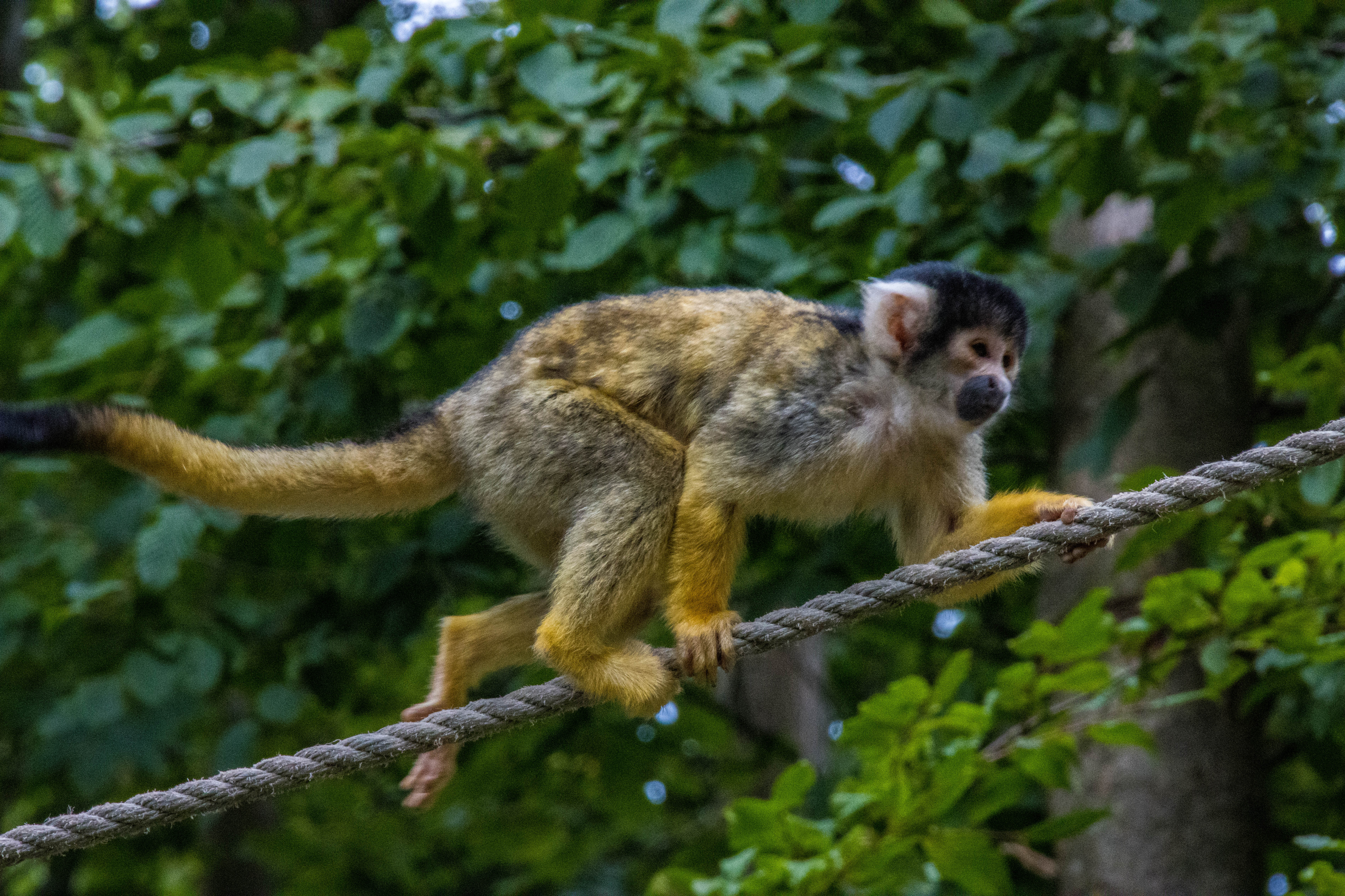 Singe écureuil-IMG_0413.jpg